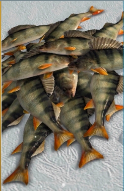 冰钓大师汉化版(图2)